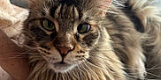 Qasiopé participe au concours pour gagner de l'argent avec cette photo : cat, close_up, fluffy, whiskers, green_eyes, feline, pet, animal, relaxed, indoor, soft, fur, muzzle, portrait, tabby, cute, cozy, domestic_cat, face, resting