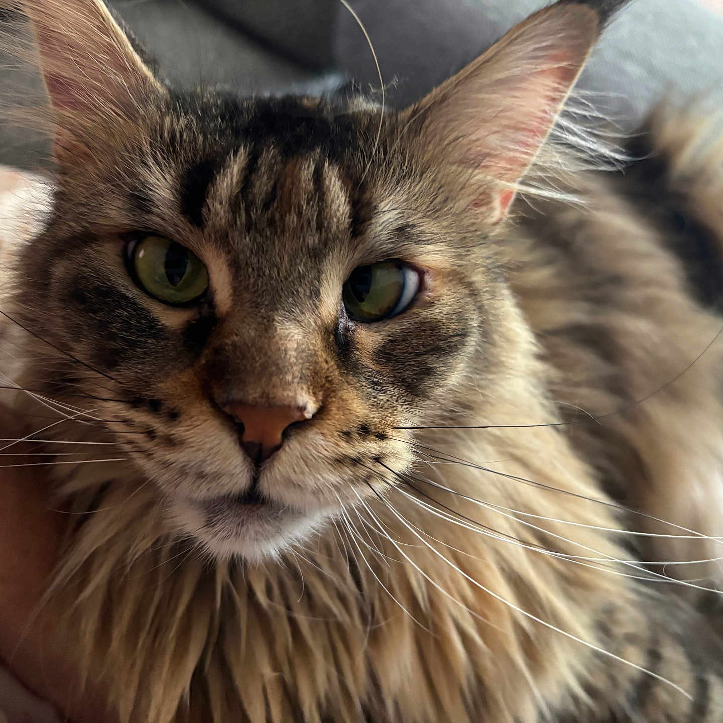 Qasiopé participe au concours pour gagner de l'argent avec cette photo : animal, cat, close_up, cozy, cute, domestic_cat, face, feline, fluffy, fur, green_eyes, indoor, muzzle, pet, portrait, relaxed, resting, soft, tabby, whiskers