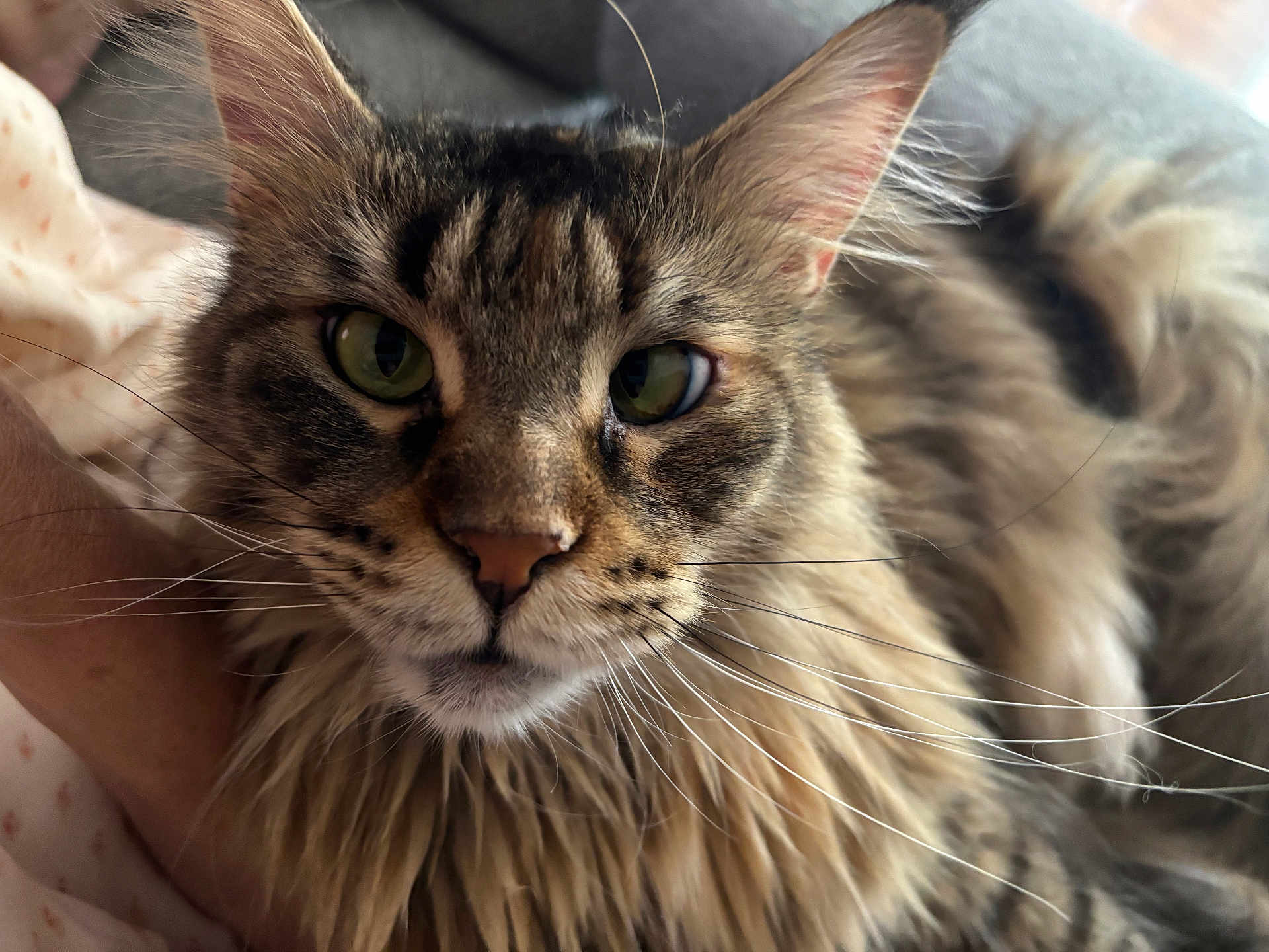 Qasiopé participe au concours pour gagner de l'argent avec cette photo : cat, close_up, fluffy, whiskers, green_eyes, feline, pet, animal, relaxed, indoor, soft, fur, muzzle, portrait, tabby, cute, cozy, domestic_cat, face, resting