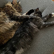 Qasiopé a rejoint le concours — aidez-le/la à gagner de superbes lots ! cat, cats, sleeping, napping, fluffy, feline, pets, couch, furniture, indoor, relaxing, cozy, fur, tabby, gray_cat, resting, animal, companions, home, domestic