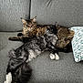 Qasiopé participe au concours pour gagner de l'argent avec cette photo : cat, cats, feline, pet, pets, couch, sofa, furniture, indoor, resting, sleeping, cozy, fur, long_hair, tabby, black_and_white, relaxing, companion, animal, cute