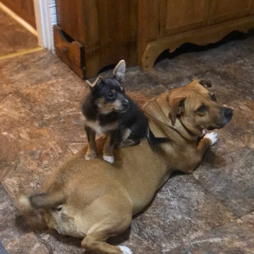 Smokey And Izzy