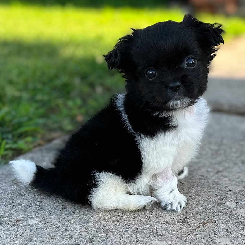 Sparky J is registered to the contest to win money with this photo: adorable, animal, background_blur, black_and_white, closeup, concrete, cute, dog, eyes, fluffy, fur, grass, nature, outdoor, pet, portrait, puppy, sitting, small, young