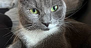 Cacahuète participe au concours pour gagner de l'argent avec cette photo : alert, animal, cat, close_up, couch, front_facing, furry, gray_cat, green_eyes, home, indoor, living_room, mammal, pet, photography, portrait, seated, soft_lighting, whiskers, white_paws
