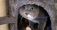 Cacahuète a rejoint le concours — aidez-le/la à gagner de superbes lots ! cat, gray_cat, white_paws, whiskers, green_eyes, wide_eyed, pet, animal, feline, cat_tree, scratching_post, pet_bed, indoor, close_up, portrait, fluffy, fur, playful, curious, home