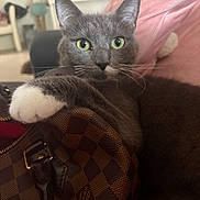 Cacahuète a rejoint le concours — aidez-le/la à gagner de superbes lots ! cat, gray_cat, pet, animal, face, eyes, green_eyes, whiskers, ears, paw, fluffy_paw, fur, sitting, portrait, indoor, home, handbag, leather_bag, pink_blanket, furniture