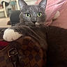 cat, gray_cat, pet, animal, face, eyes, green_eyes, whiskers, ears, paw, fluffy_paw, fur, sitting, portrait, indoor, home, handbag, leather_bag, pink_blanket, furniture