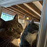 Cacahuète a rejoint le concours — aidez-le/la à gagner de superbes lots ! cat, cats, feline, pet, portrait, close_up, whiskers, yellow_eyes, gray_fur, curious, alert, indoor, mirror, reflection, wooden_ceiling, rustic, home, warm_lighting, photography, animal