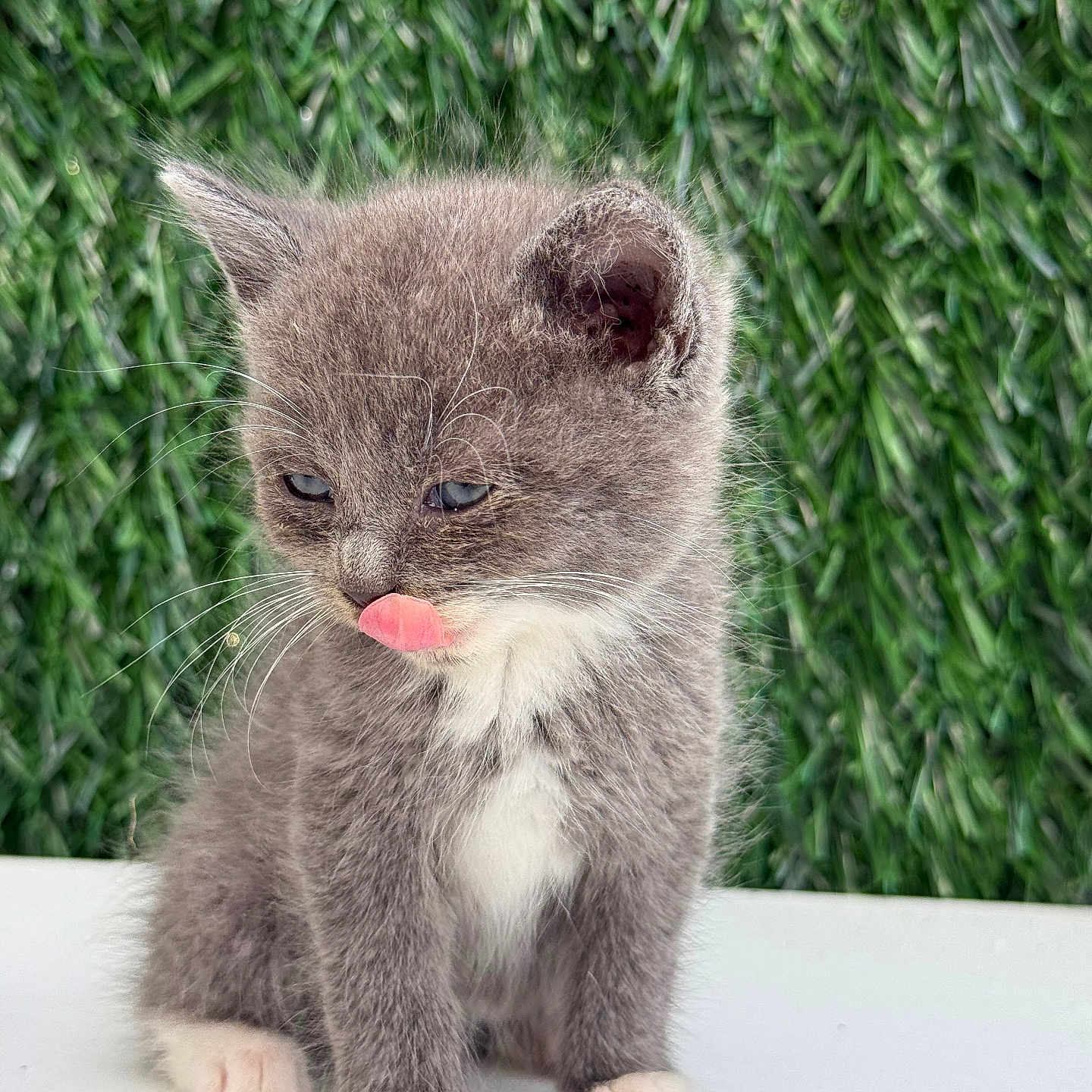 Cacahuète a rejoint le concours — aidez-le/la à gagner de superbes lots ! cat, kitten, animal, pet, gray_fur, white_fur, fluffy, tongue_out, whiskers, ears, eyes, sitting, portrait, close_up, outdoor, green_background, grass, white_surface, cute, funny