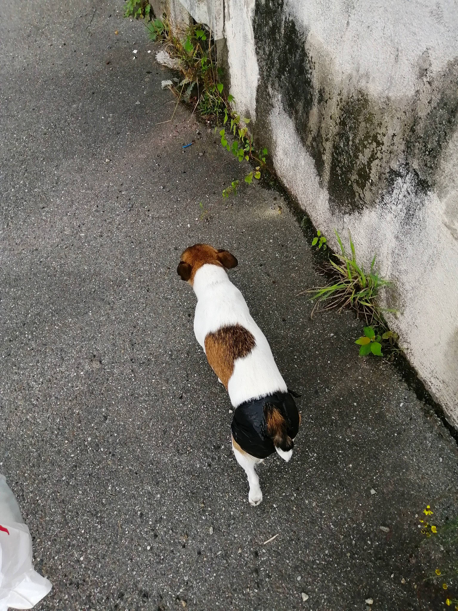 Guapa a rejoint le concours — aidez-le/la à gagner de superbes lots ! canidae, carnivore, companion_dog, danish_swedish_farmdog, dog, dog_breed, fawn, infrastructure, jack_russell_terrier, road, sporting_group, tail