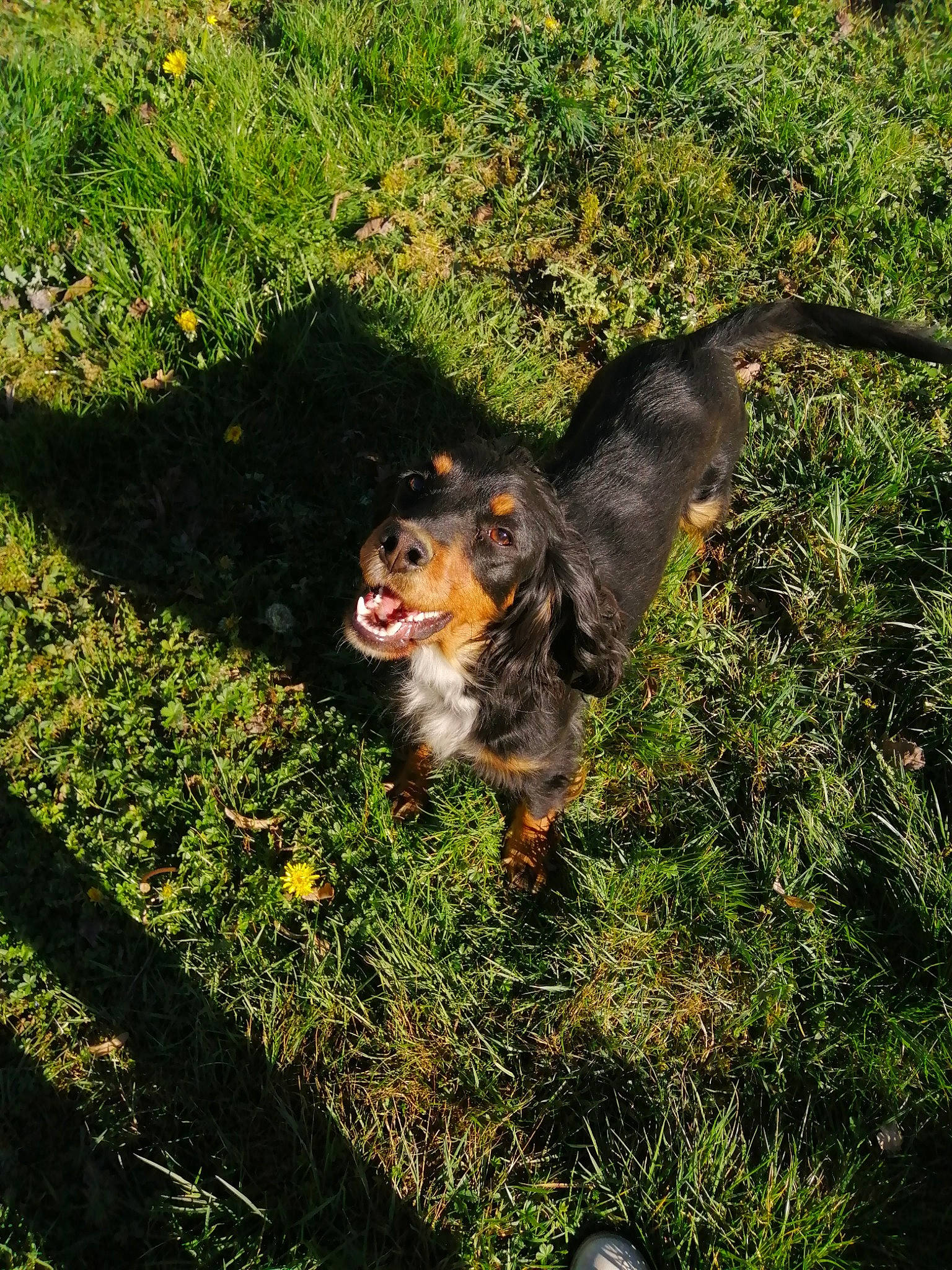 Princesse a rejoint le concours — aidez-le/la à gagner de superbes lots ! canidae, carnivore, dog, dog_breed, grass, plant, puppy, sporting_group