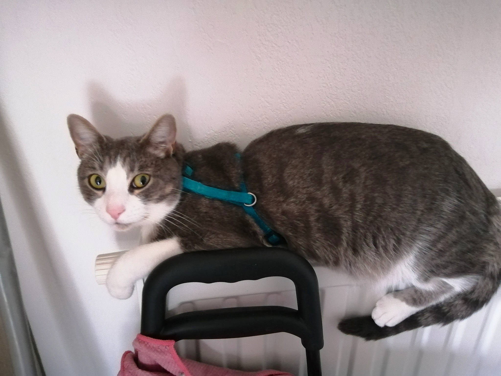 Grizzou participe au concours pour gagner de l'argent avec cette photo : aegean_cat, american_shorthair, american_wirehair, asian, carnivore, cat, domestic_short_haired_cat, ear, european_shorthair, eye, felidae, kitten, sitting, small_to_medium_sized_cats, tabby_cat, tail, whiskers