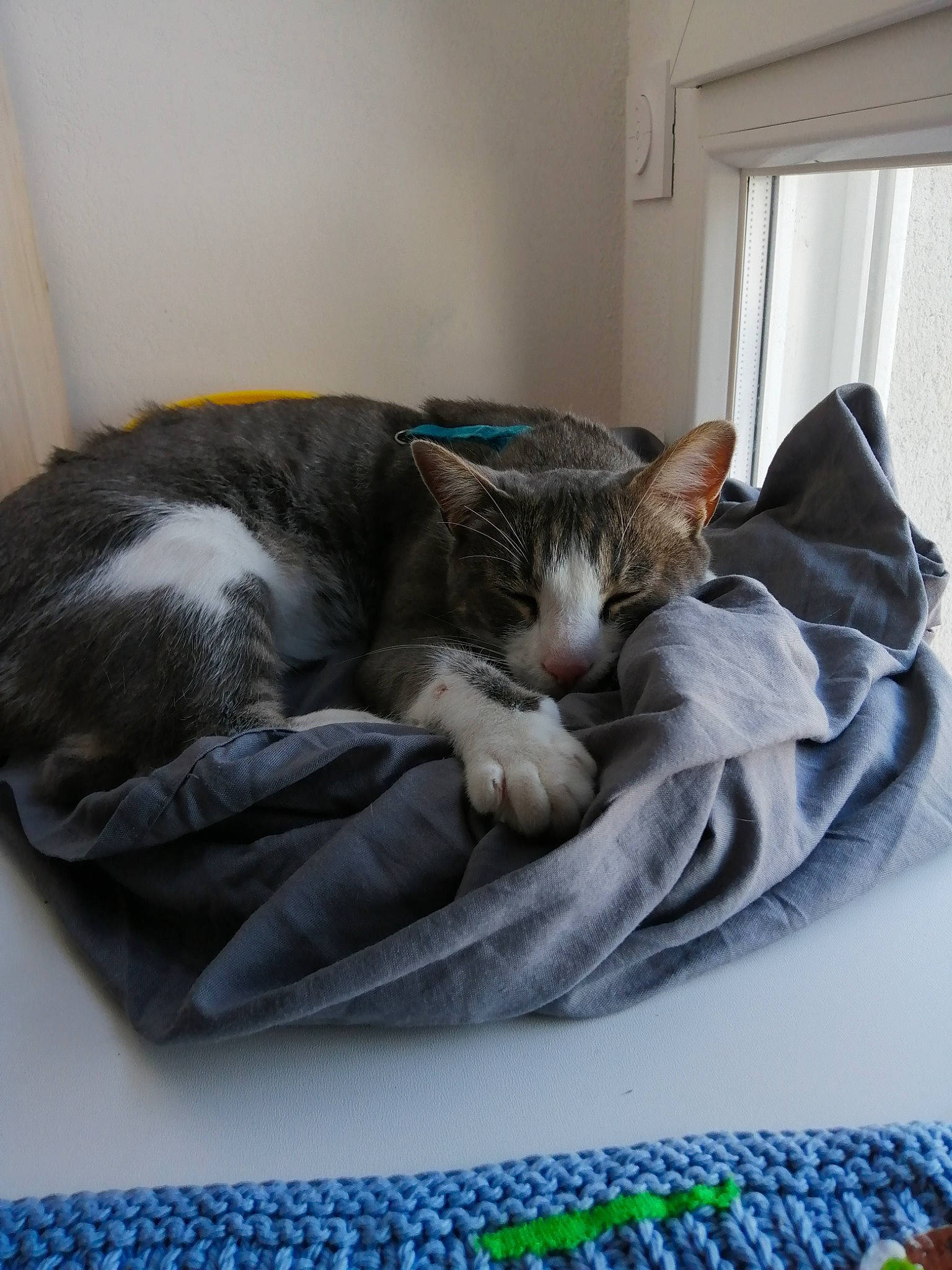 Grizzou participe au concours pour gagner de l'argent avec cette photo : asian, bed, bed_sheet, blanket, carnivore, cat, comfort, domestic_short_haired_cat, european_shorthair, felidae, fur, furniture, kitten, linens, nap, sleep, small_to_medium_sized_cats, tabby_cat, textile, whiskers