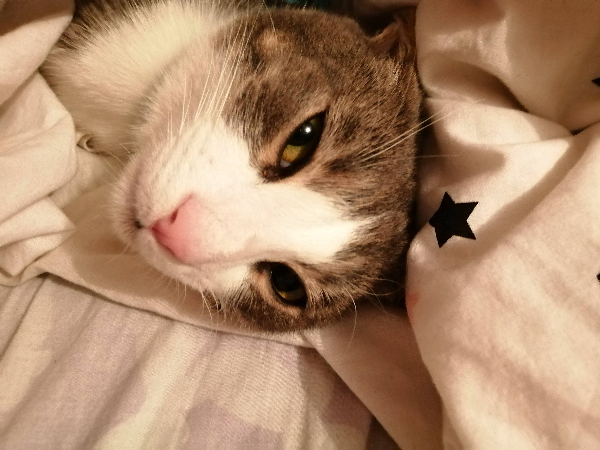 Grizzou a rejoint le concours — aidez-le/la à gagner de superbes lots ! aegean_cat, american_wirehair, carnivore, cat, close_up, domestic_short_haired_cat, ear, european_shorthair, eye, face, felidae, head, kitten, mammal, nose, organ, skin, small_to_medium_sized_cats, snout, whiskers