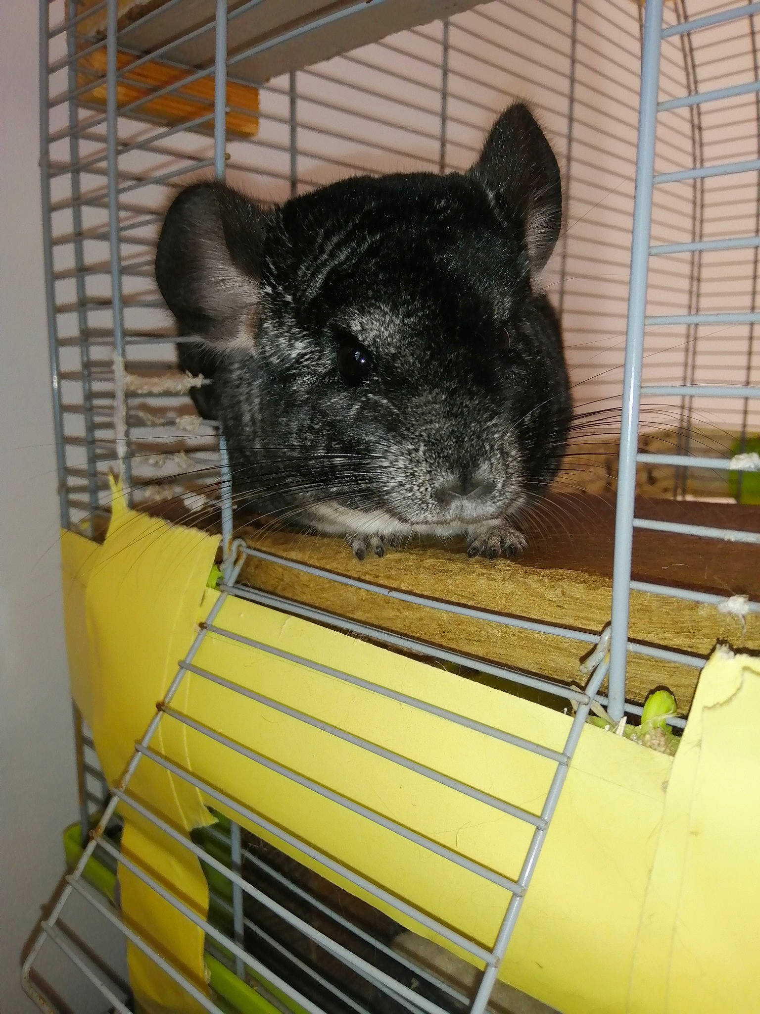 Pikachu participe au concours pour gagner de l'argent avec cette photo : animal_shelter, cage, chinchilla, degu, fawn, gerbil, hamster, mammal, muridae, muroidea, rat, rodent, snout