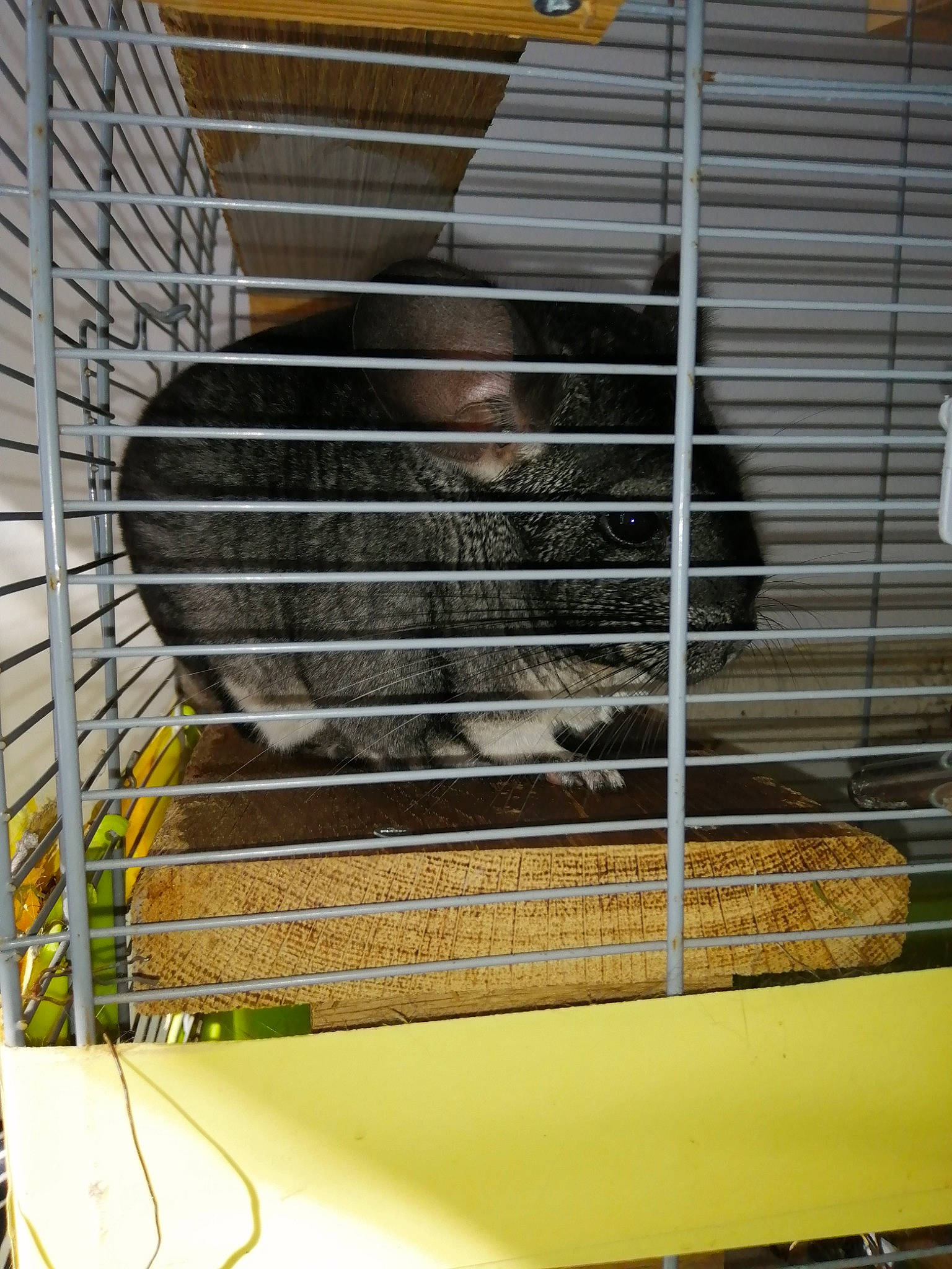 Pikachu participe au concours pour gagner de l'argent avec cette photo : cage, degu, hamster, rodent, stairs, wood