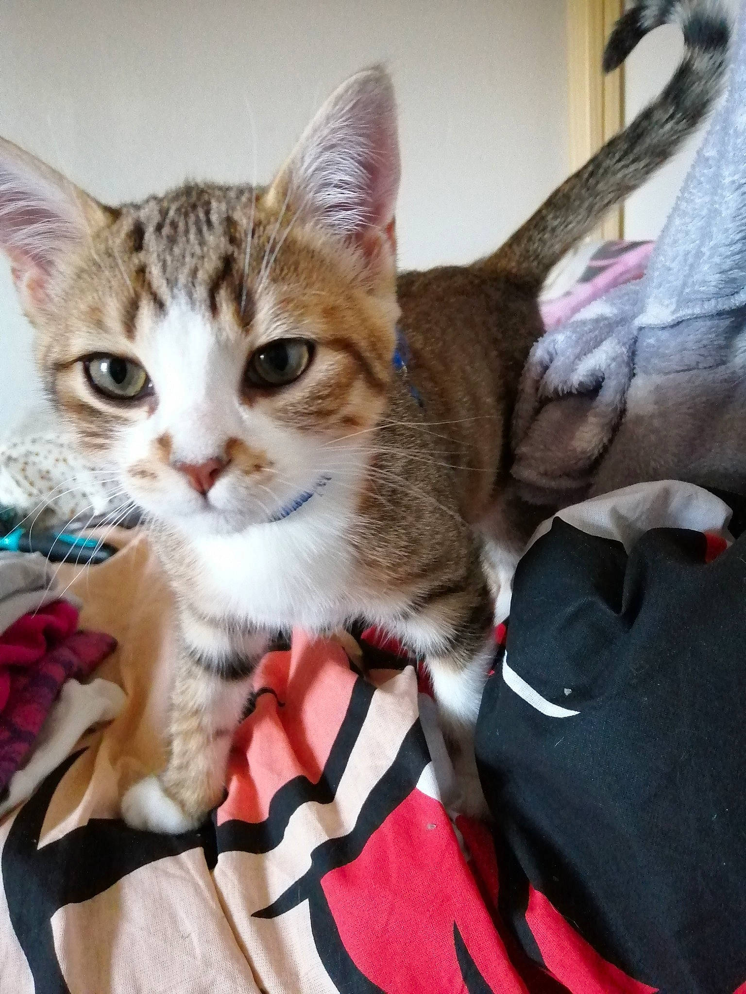 Caramel a rejoint le concours — aidez-le/la à gagner de superbes lots ! aegean_cat, american_shorthair, american_wirehair, arabian_mau, asian, australian_mist, carnivore, cat, chausie, domestic_short_haired_cat, dragon_li, european_shorthair, felidae, kitten, mammal, singapura, small_to_medium_sized_cats, tabby_cat, vertebrate, whiskers