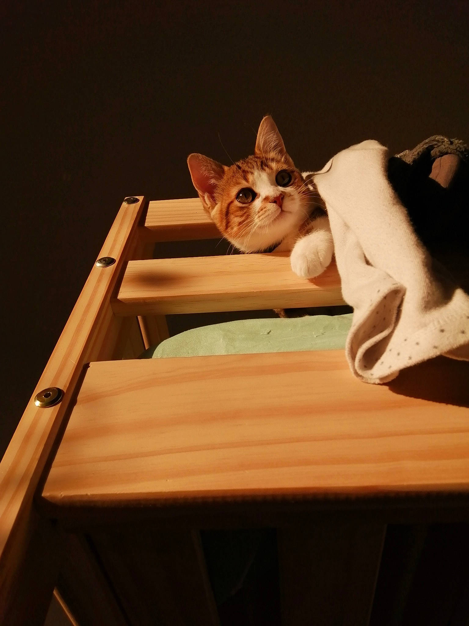 Caramel participe au concours pour gagner de l'argent avec cette photo : asian, carnivore, cat, ear, fawn, felidae, furniture, small_to_medium_sized_cats, table, whiskers, wood