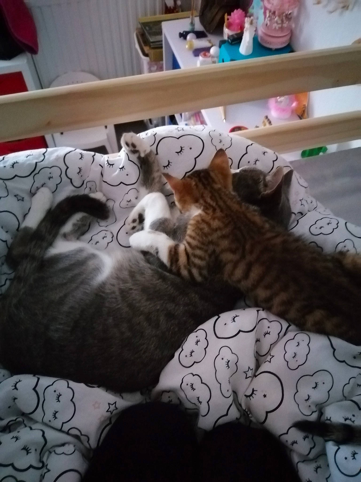 Caramel a rejoint le concours — aidez-le/la à gagner de superbes lots ! american_shorthair, bed, bed_sheet, carnivore, cat, european_shorthair, felidae, fur, furniture, kitten, nap, small_to_medium_sized_cats, tabby_cat, whiskers