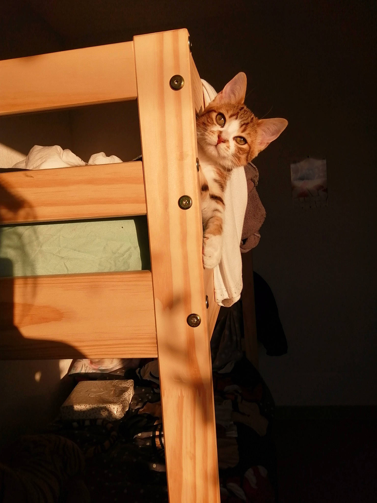 Caramel participe au concours pour gagner de l'argent avec cette photo : carnivore, cat, fawn, felidae, kitten, small_to_medium_sized_cats, turkish_angora, whiskers