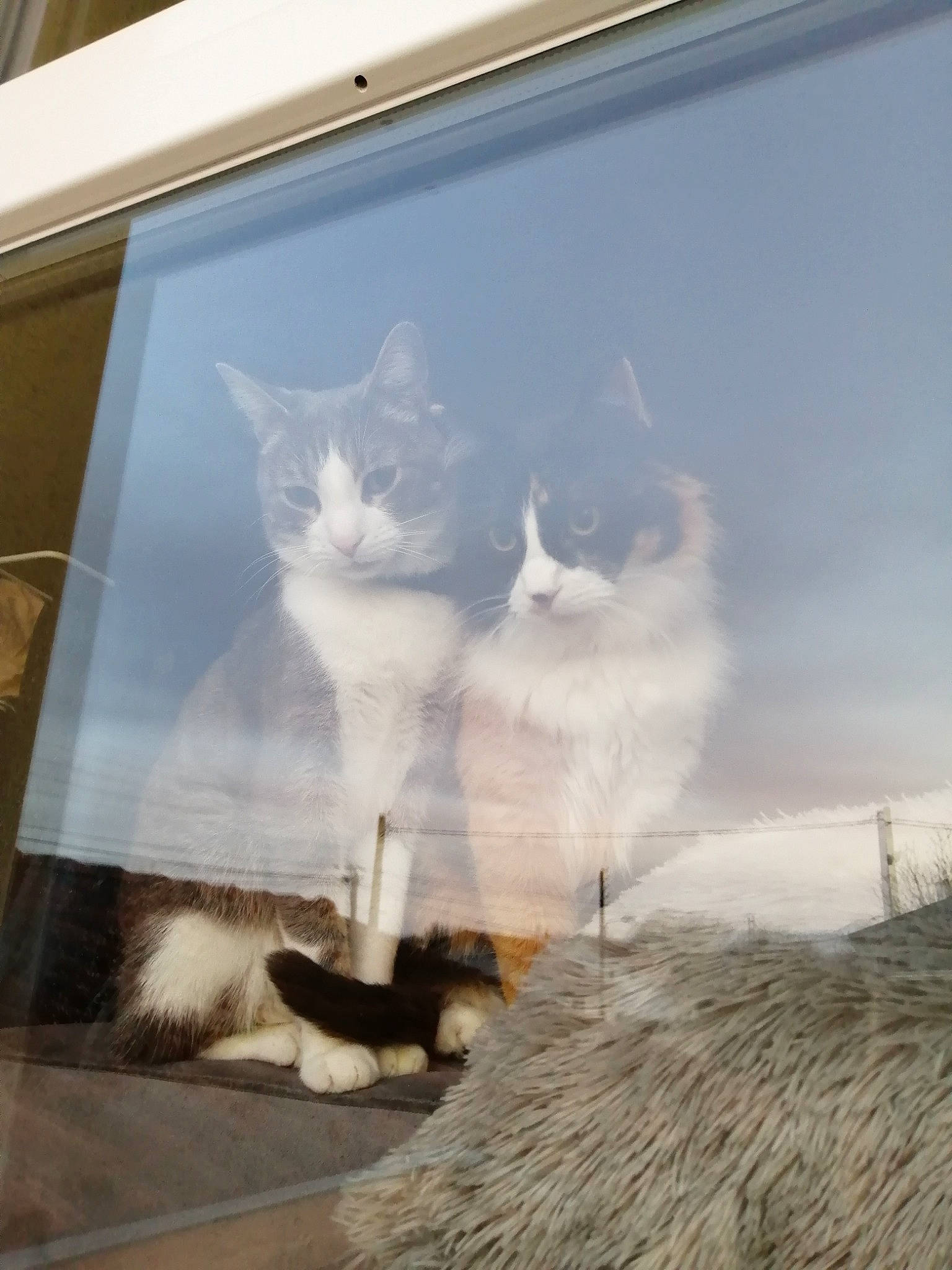 Nalouche participe au concours pour gagner de l'argent avec cette photo : aegean_cat, carnivore, cat, cloud, felidae, fur, kitten, maine_coon, norwegian_forest_cat, polydactyl_cat, ragdoll, sky, small_to_medium_sized_cats, tail, turkish_angora, turkish_van, whiskers, white, window