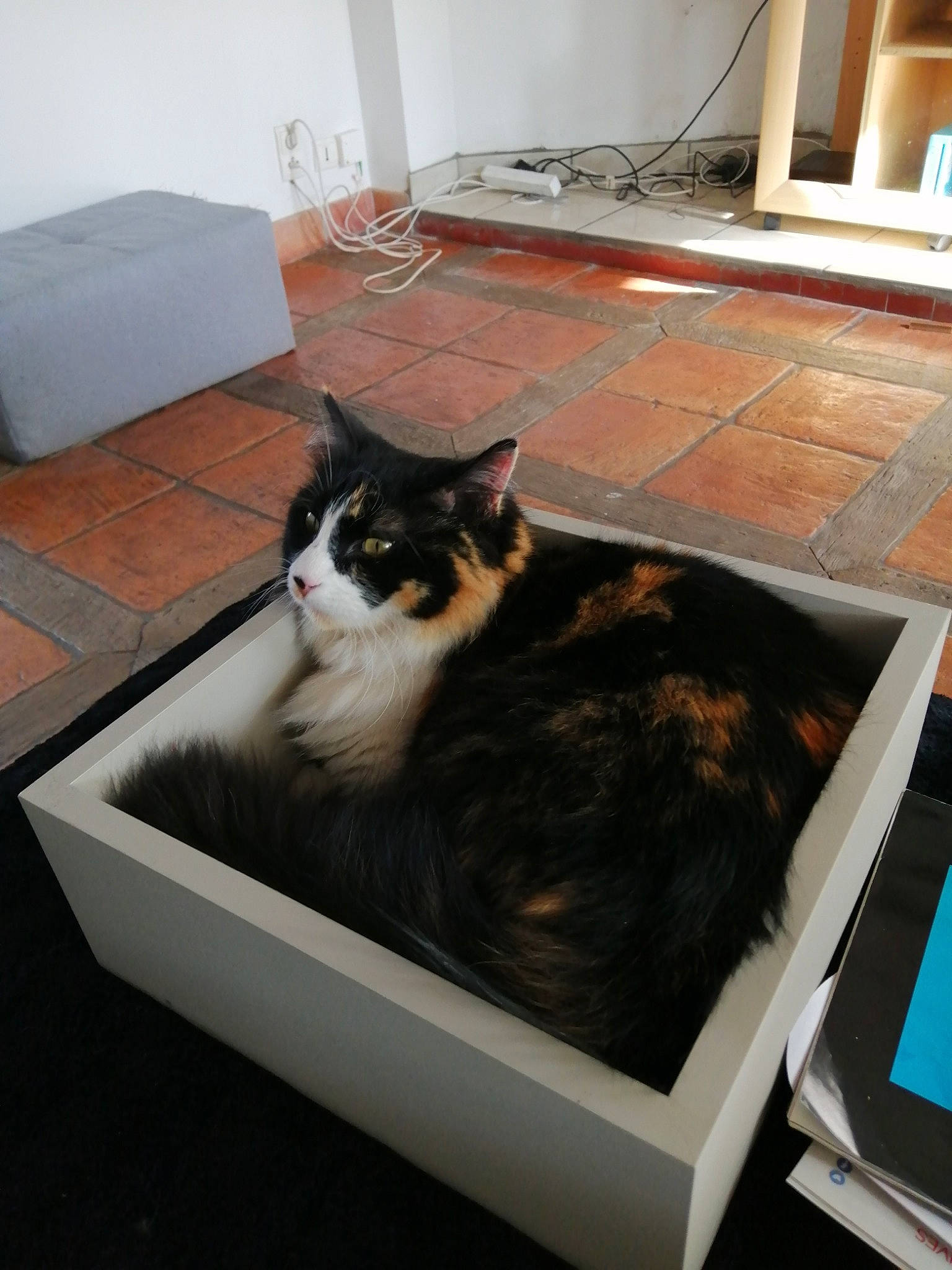 Nalouche participe au concours pour gagner de l'argent avec cette photo : box, carnivore, cat, cat_supply, domestic_short_haired_cat, european_shorthair, felidae, fur, kitten, litter_box, small_to_medium_sized_cats, table, whiskers