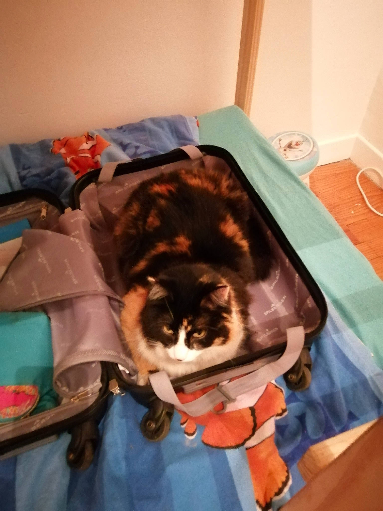 Nalouche a rejoint le concours — aidez-le/la à gagner de superbes lots ! carnivore, cat, domestic_short_haired_cat, european_shorthair, felidae, fur, kitten, norwegian_forest_cat, play, small_to_medium_sized_cats, tail, whiskers