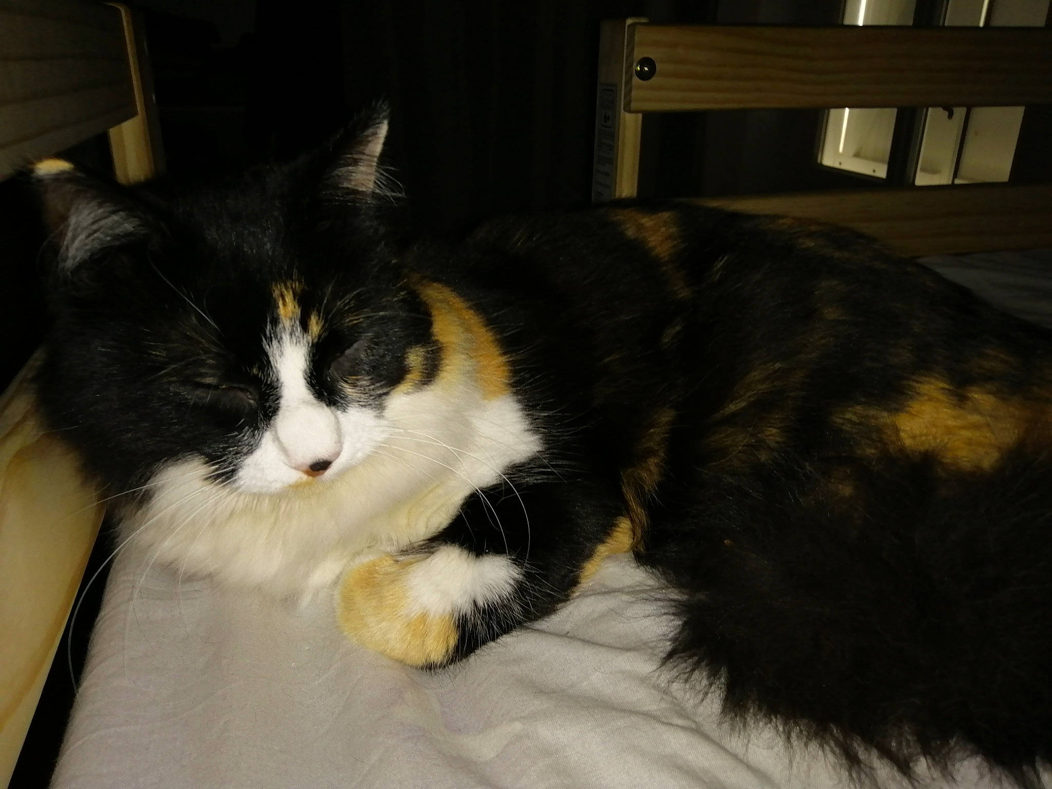 Nalouche a rejoint le concours — aidez-le/la à gagner de superbes lots ! black_and_white, carnivore, cat, domestic_long_haired_cat, domestic_short_haired_cat, european_shorthair, felidae, fur, kitten, mammal, norwegian_forest_cat, polydactyl_cat, small_to_medium_sized_cats, snout, whiskers