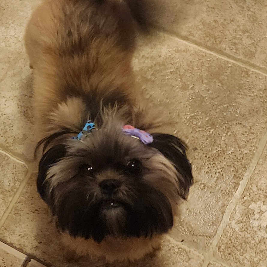 Paizley Dior is registered to the contest to win money with this photo: affenpinscher, animal, canine, cockerspaniel, dog, papillon, pet, poodle, puppy, terrier, tile, whitedog