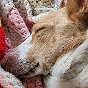 Tia participe au concours pour gagner de l'argent avec cette photo : dog, sleeping, close_up, cozy, blanket, crochet, fur, nose, whiskers, ear, rest, relaxation, comfort, indoor, pet, muzzle, texture, soft, warm, nap
