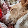 dog, sleeping, close_up, cozy, blanket, crochet, fur, nose, whiskers, ear, rest, relaxation, comfort, indoor, pet, muzzle, texture, soft, warm, nap
