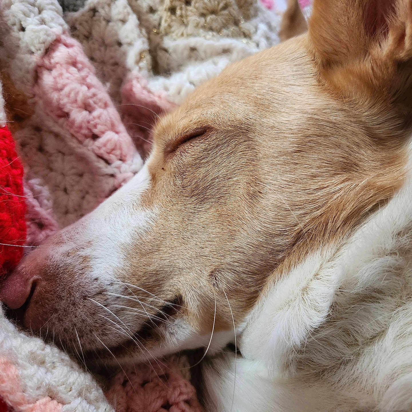 Tia participe au concours pour gagner de l'argent avec cette photo : dog, sleeping, close_up, cozy, blanket, crochet, fur, nose, whiskers, ear, rest, relaxation, comfort, indoor, pet, muzzle, texture, soft, warm, nap