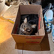 Goose is registered to the contest to win money with this photo: cat, tabby_cat, cardboard_box, tiled_floor, towel, fan, crocs, shoes, indoor, pet, curious, looking_up, cozy, home, floor, container, domestic, feline, resting, casual