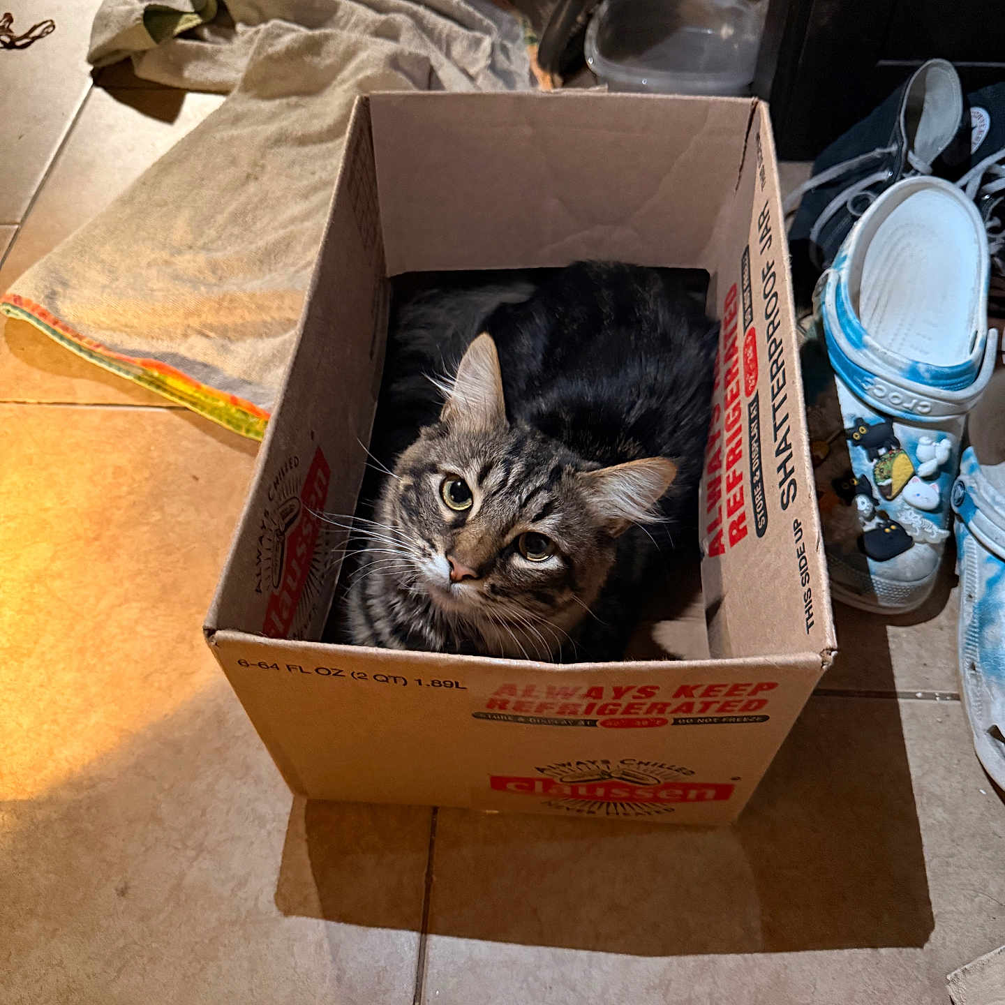 Goose is registered to the contest to win money with this photo: cat, tabby_cat, cardboard_box, tiled_floor, towel, fan, crocs, shoes, indoor, pet, curious, looking_up, cozy, home, floor, container, domestic, feline, resting, casual