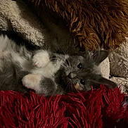 Bibble joined the competition — help win amazing prizes! kitten, cat, furry, cute, pet, lying_down, blanket, cushion, indoor, cozy, soft, fur, whiskers, paw, relaxed, small, animal, domestic, resting, young