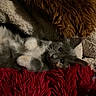 kitten, cat, furry, cute, pet, lying_down, blanket, cushion, indoor, cozy, soft, fur, whiskers, paw, relaxed, small, animal, domestic, resting, young