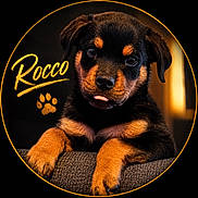 Rocco is registered to the contest to win money with this photo: adorable, animal, black_background, circle_frame, cute, dog, ears, eyes, friendly, fur, indoor, paw_print, paws, pet, portrait, puppy, rottweiler, text_overlay, tongue, young