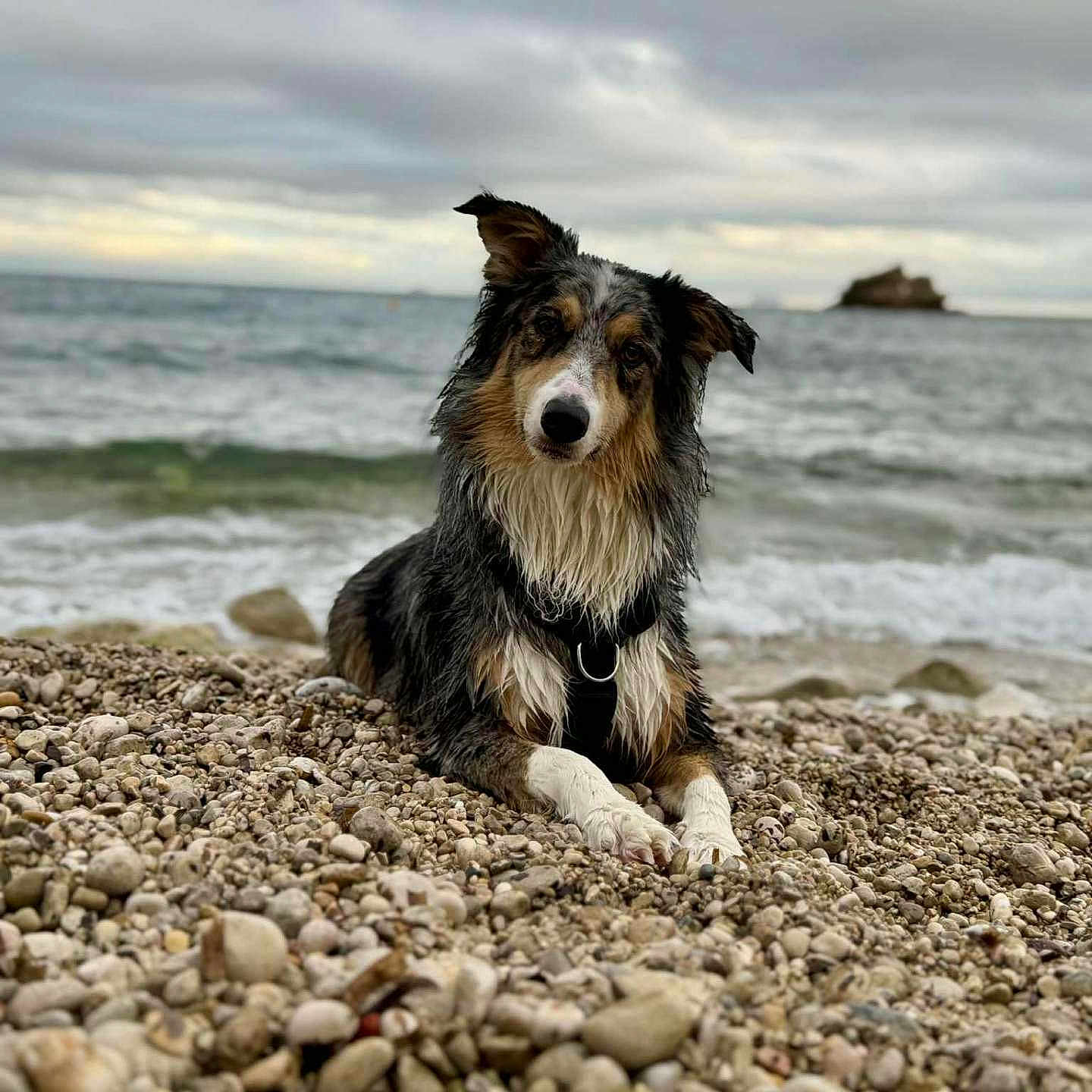 Taïron participe au concours pour gagner de l'argent avec cette photo : animal, beach, canine, cloudy_sky, coast, curious, dog, fur, landscape, lying_down, nature, ocean, outdoor, pets, rocks, scenic, shore, water, waves, wet_fur