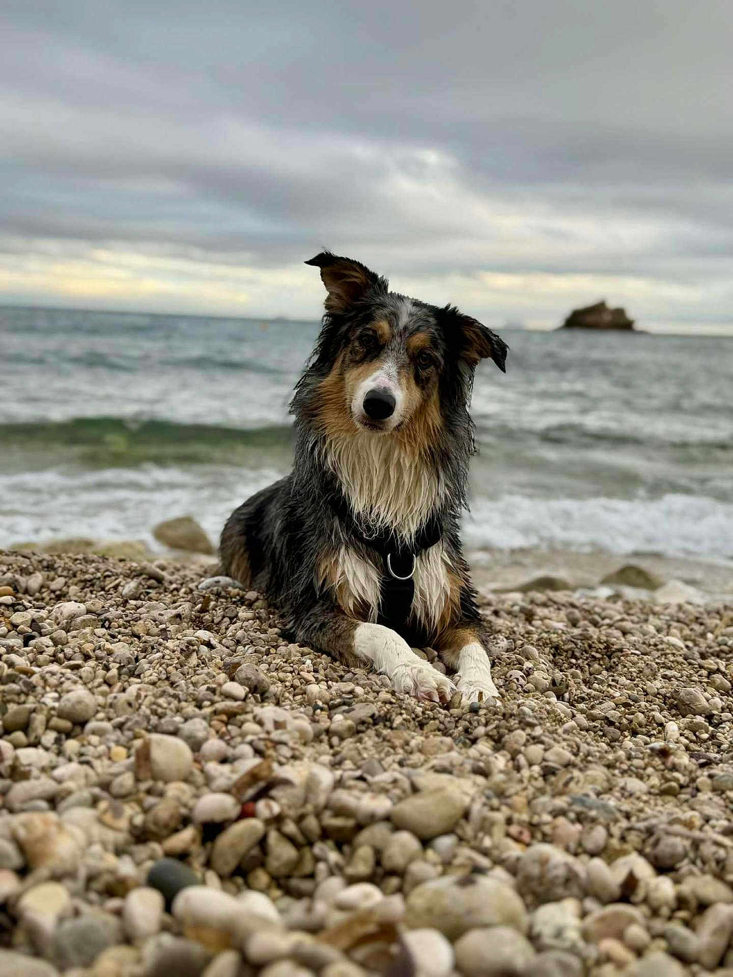 Taïron participe au concours pour gagner de l'argent avec cette photo : dog, beach, rocks, water, ocean, cloudy_sky, wet_fur, outdoor, animal, pets, nature, curious, lying_down, landscape, coast, shore, waves, canine, fur, scenic
