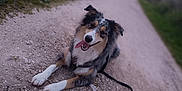 Taïron participe au concours pour gagner de l'argent avec cette photo : dog, animal, outdoor, path, gravel, leash, happy, tongue_out, sunset, nature, grass, pet, canine, tricolor, playful, lying_down, blurred_background, sky, walk, fur