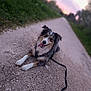 dog, animal, outdoor, path, gravel, leash, happy, tongue_out, sunset, nature, grass, pet, canine, tricolor, playful, lying_down, blurred_background, sky, walk, fur