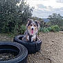 Taïron participe au concours pour gagner de l'argent avec cette photo : dog, animal, tire, outdoor, nature, greenery, sky, cloud, rocks, path, leash, happy, tongue_out, fluffy, tricolor, ears_up, sitting, playful, daylight, forest