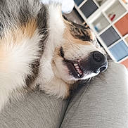 Taïron a rejoint le concours — aidez-le/la à gagner de superbes lots ! dog, close_up, resting, smiling, teeth, fur, nose, person, legs, gray_clothing, indoor, shelf, storage, colorful, cozy, relaxed, pet, animal, home, furniture