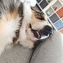 dog, close_up, resting, smiling, teeth, fur, nose, person, legs, gray_clothing, indoor, shelf, storage, colorful, cozy, relaxed, pet, animal, home, furniture