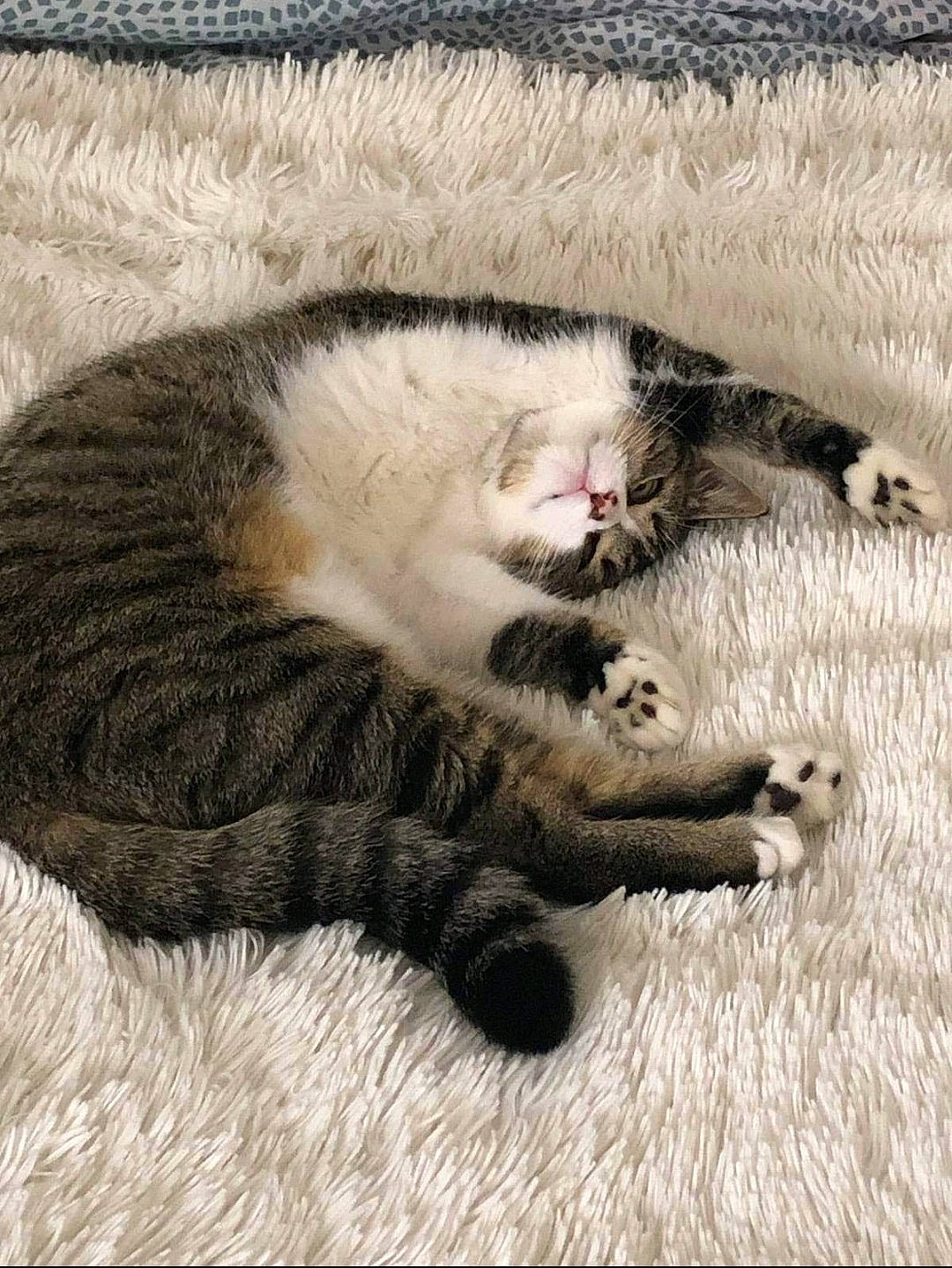 Billie participe au concours pour gagner de l'argent avec cette photo : carnivore, cat, comfort, domestic_short_haired_cat, felidae, fur, grey, nap, paw, small_to_medium_sized_cats, snout, tail, terrestrial_animal, whiskers