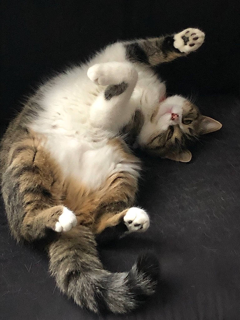 Billie participe au concours pour gagner de l'argent avec cette photo : carnivore, cat, claw, comfort, companion_dog, domestic_short_haired_cat, felidae, foot, fur, paw, small_to_medium_sized_cats, snout, tail, whiskers