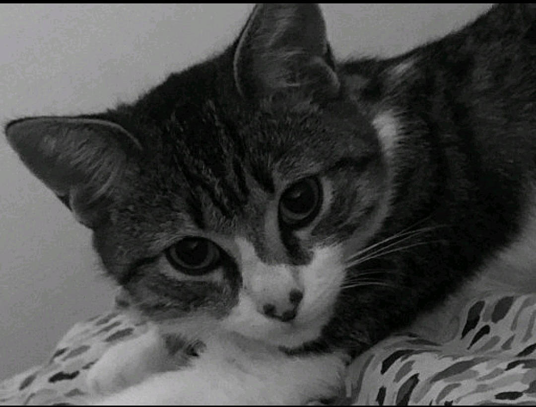 Billie a rejoint le concours — aidez-le/la à gagner de superbes lots ! art, carnivore, cat, domestic_short_haired_cat, eye, felidae, fur, monochrome, monochrome_photography, paw, rectangle, small_to_medium_sized_cats, snout, whiskers, window