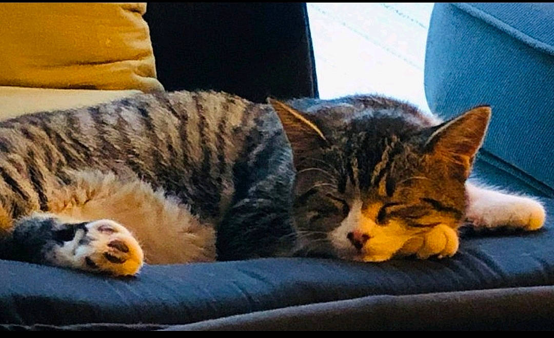 Billie participe au concours pour gagner de l'argent avec cette photo : carnivore, cat, cat_supply, claw, comfort, couch, domestic_short_haired_cat, felidae, fur, lap, nap, paw, sitting, sleep, small_to_medium_sized_cats, snout, tail, terrestrial_animal, whiskers, wildlife