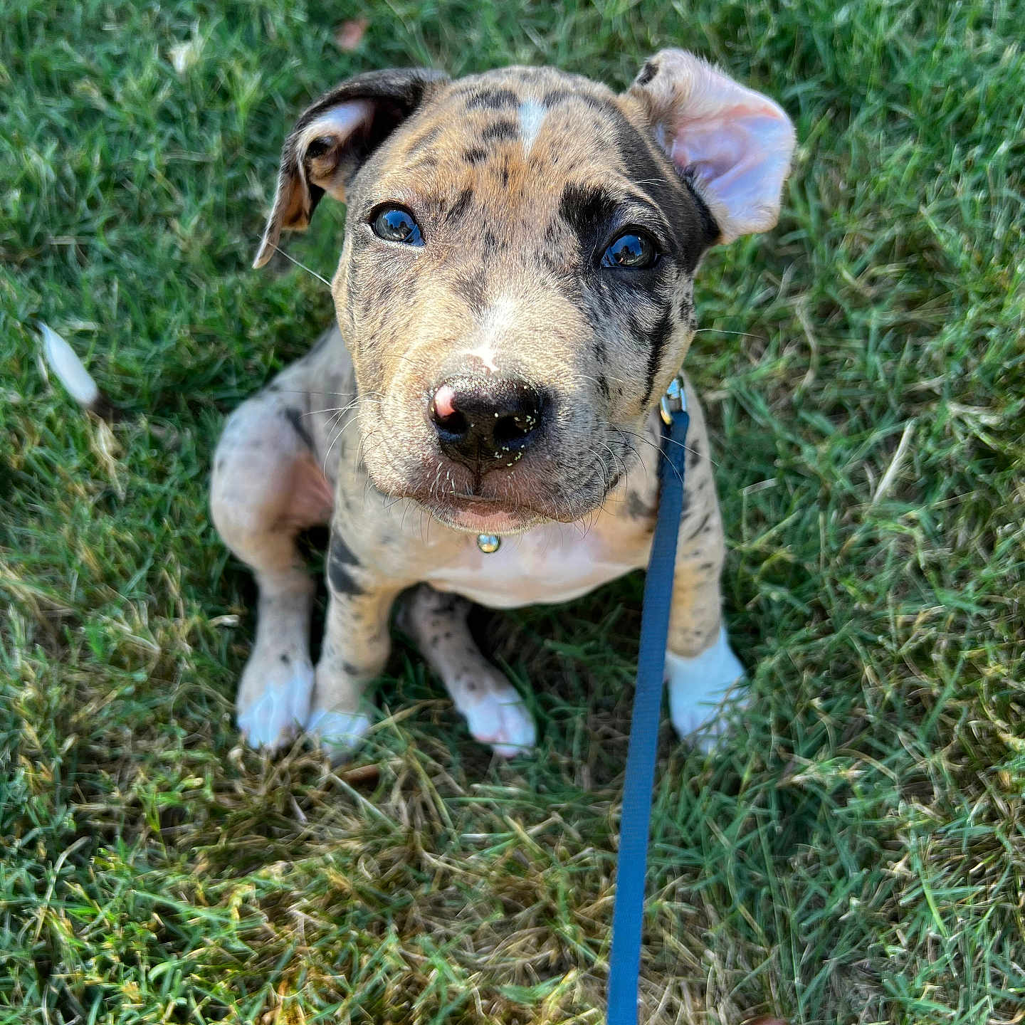 Avery is registered to the contest to win money with this photo: accessories, animal, ball, boxer, bulldog, canine, dog, grass, greatdane, hound, lawn, leash, pet, pitbull, plant, puppy, sport, strap, tennis, tennisball
