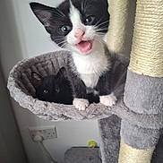 Pippin is registered to the contest to win money with this photo: animal, black_and_white, cat, cat_tree, cozy, cute, domestic, ears, feline, fur, gray, hammock, indoor, kitten, paws, pet, playful, resting, whiskers, young